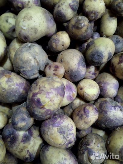 Картофель мелкий