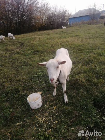 Козье молоко