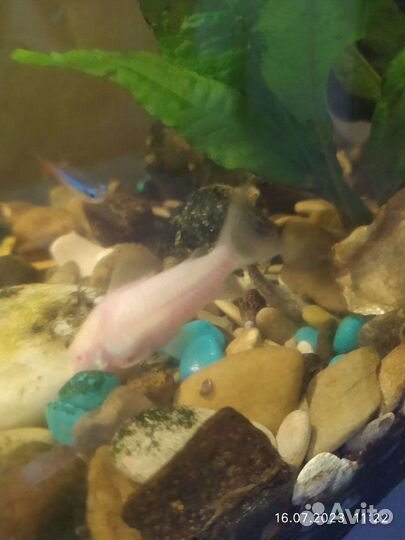 Аквариумные рыбки