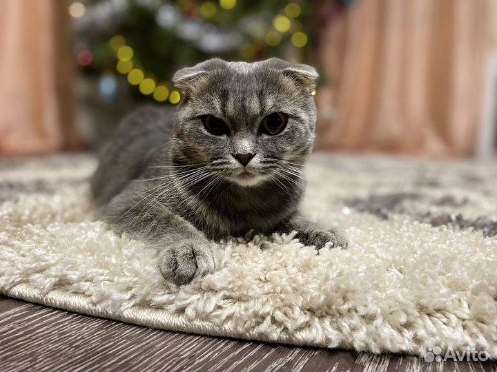 Британская кошка в дар