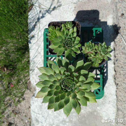 Суккулент.Молодило,Каменная роза