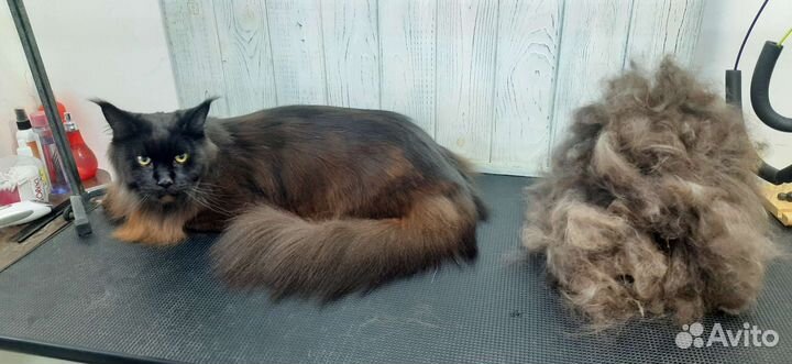 Груминг собак и не агрессивных кошек