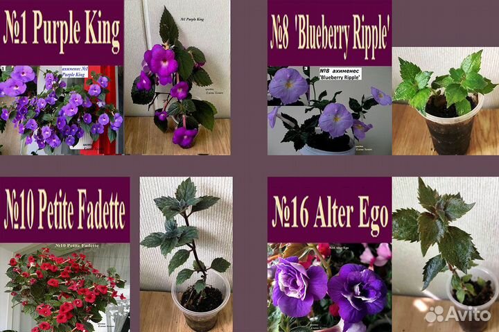 Ахименесы,глоксинии,колерия,колумнея