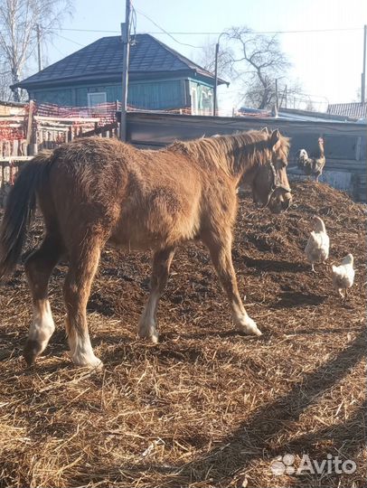 Продажа лошадей