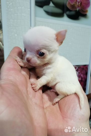 Щенки чихуахуа мини