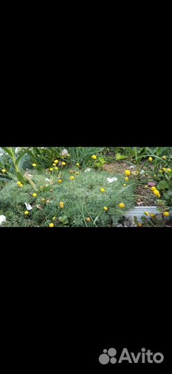 Котула булавочница