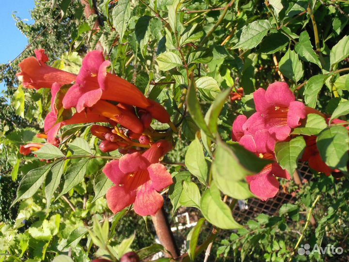 Чёрная малина, декоративные кустарники