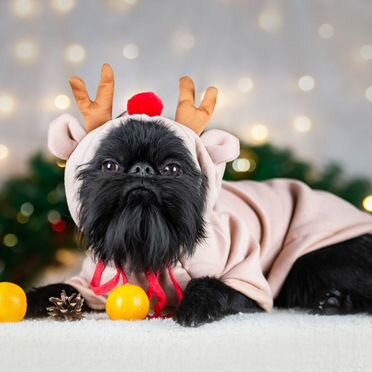 Бельгийский гриффон, взрослый пёс