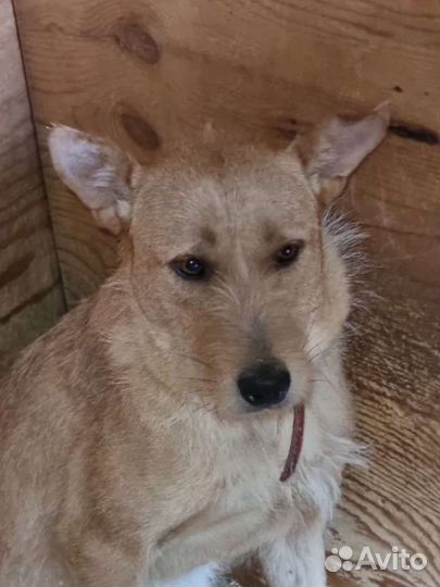 Молодая собака бородач из приюта ищет семью и дом