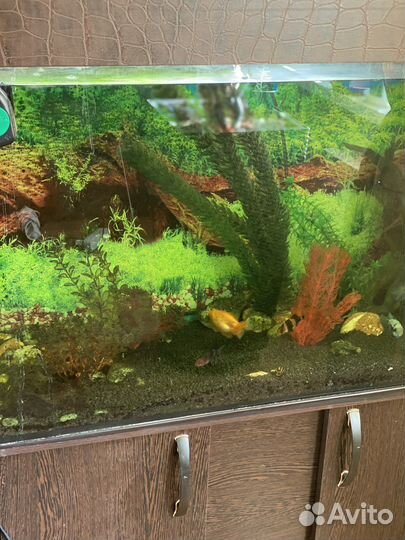 Аквариум с тумбой