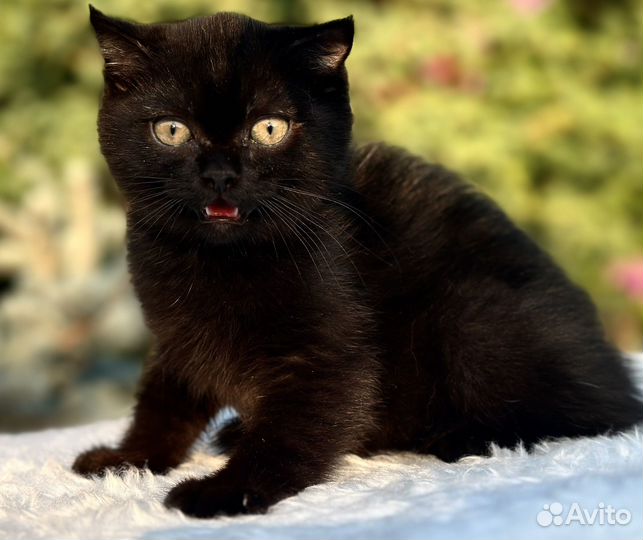 Шотландская плюшка