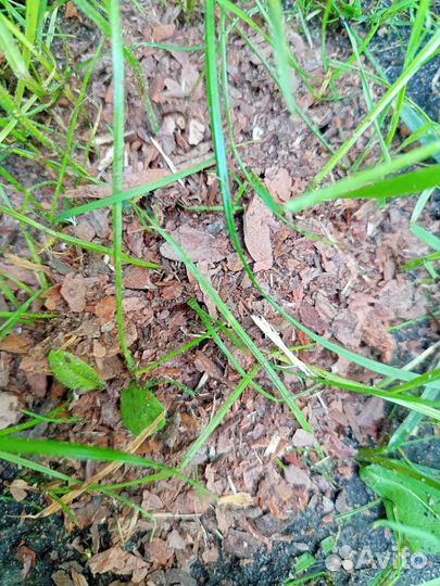 Мульча бесплатная доставка