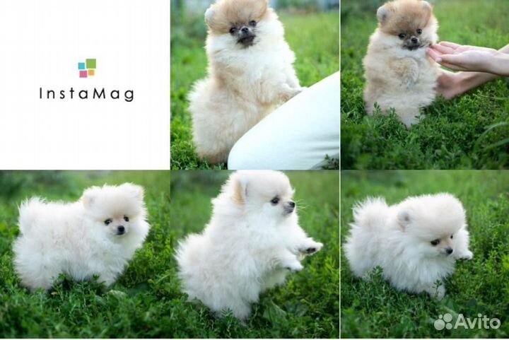 Померанский шпиц мини