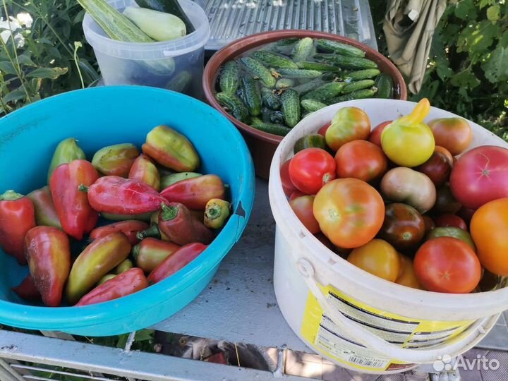 Помидоры со своего огорода