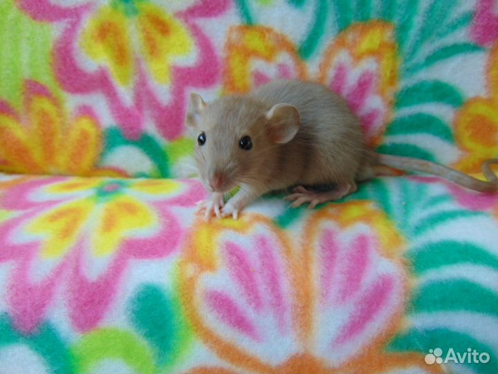 Крысы, крысята дамбо, гамак в подарок, клетки