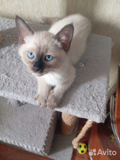 Тайские котята