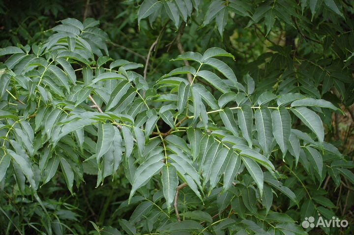 Саженцы Бархат амурский или Феллодендрон амурский