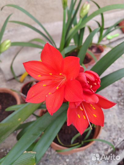 Гиппиаструм