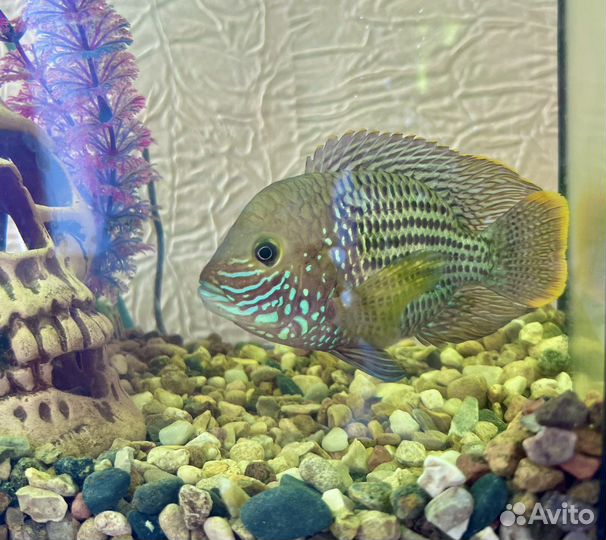 Акара бирюзовая