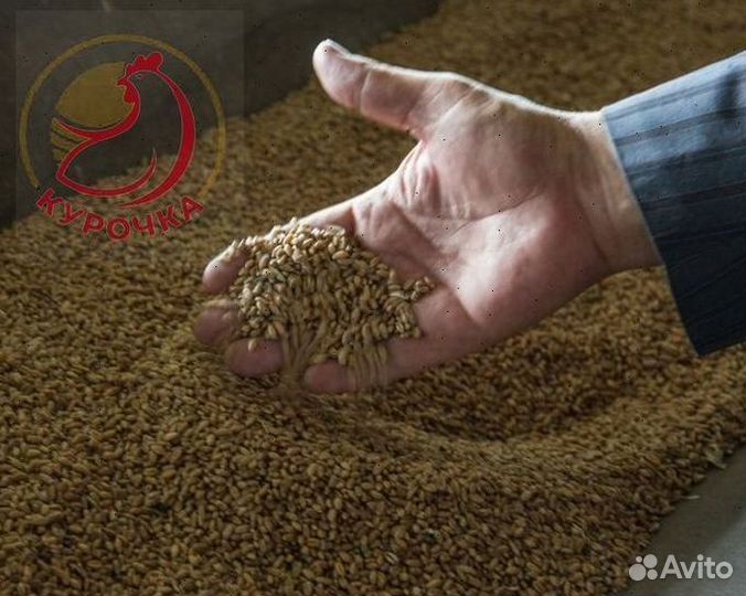 Зерно, овес, ячмень, пшеница