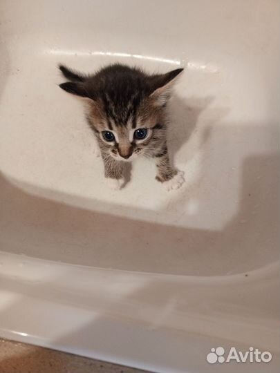 Котенок в дар бесплатно