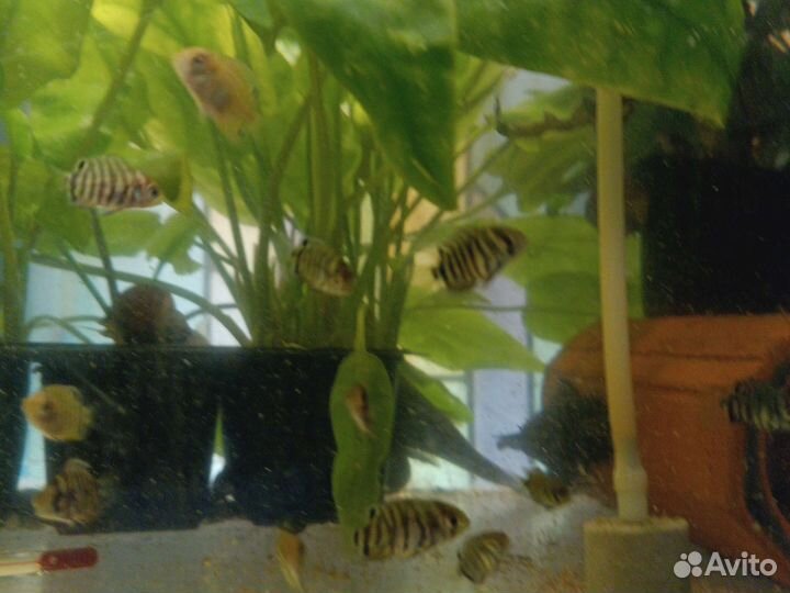 Продам северум торг уместен