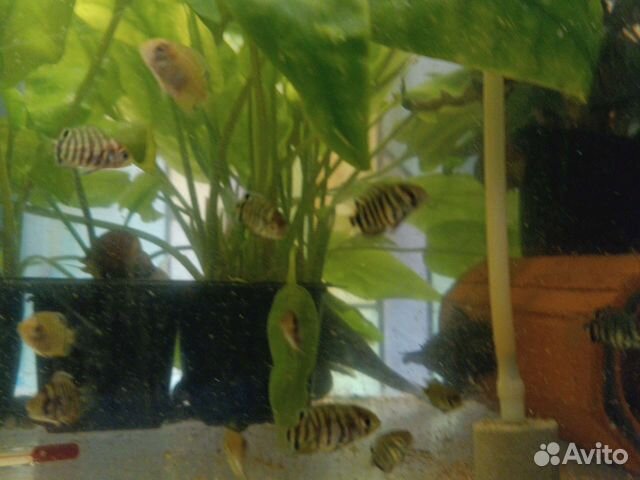 Продам северум торг уместен