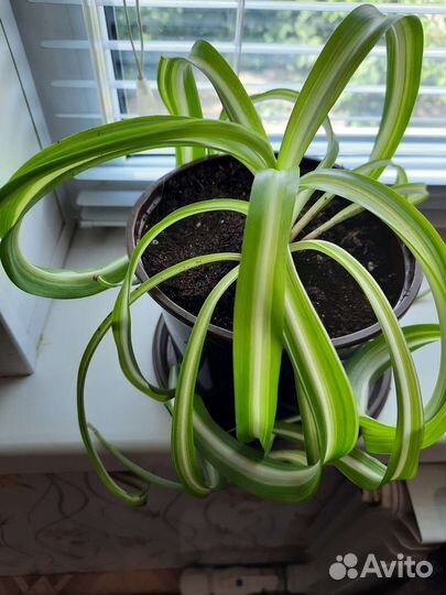 Хлорофитум