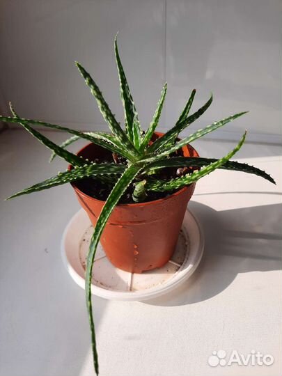 Декоративный вид Алое юкунда