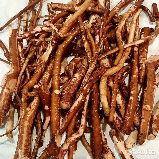 Корень одуванчика