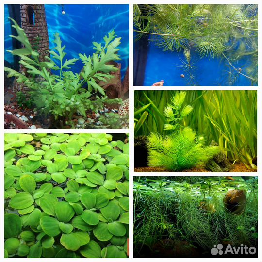 Роголистник в аквариум