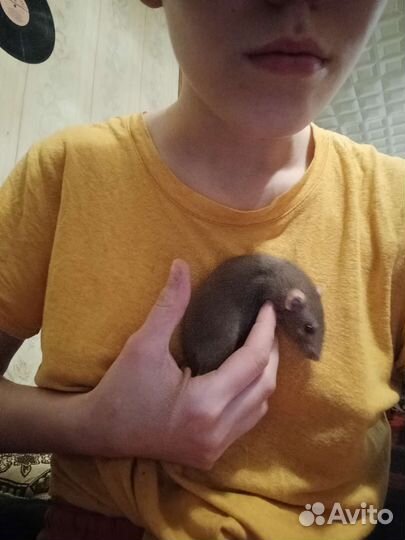 Крыски с клеткой