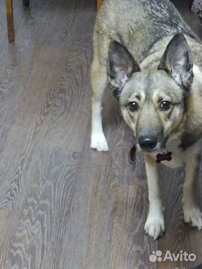 В Добрые руки