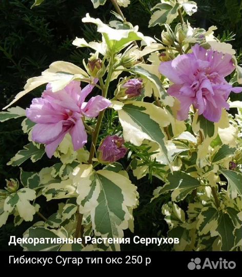 Сортовые гибискусы