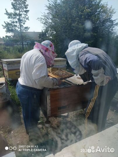 Пчелы пасека