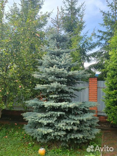 Ёлка живая