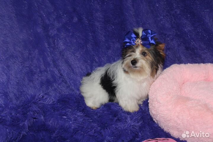 Очень красивая