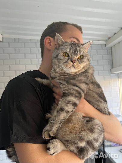 Груминг собак и кошек