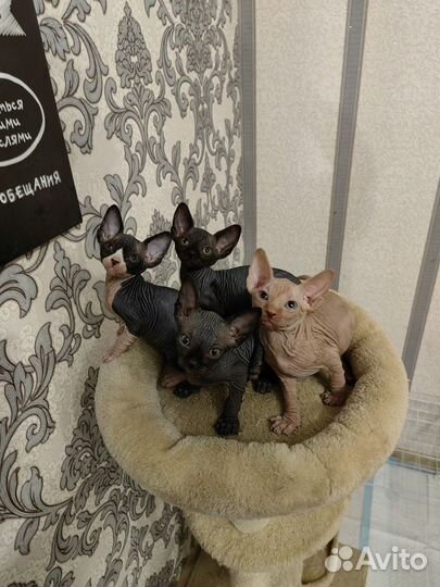 Канадский сфинкс