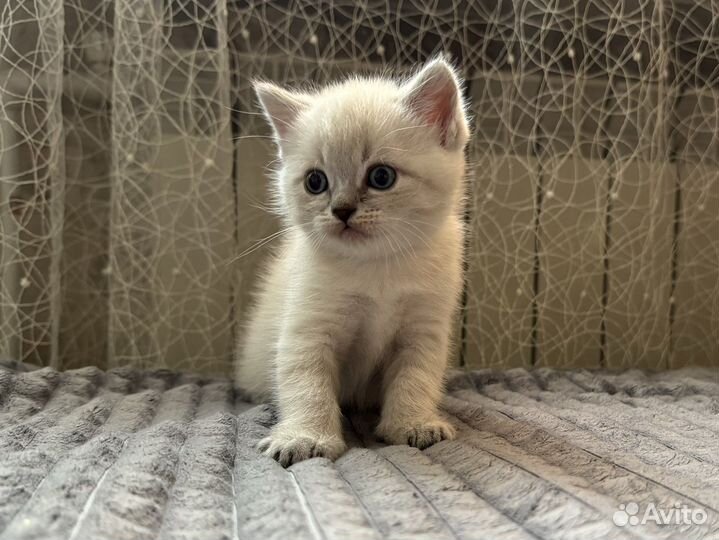 Шотландские котята