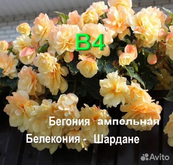 Растение бегония