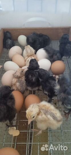 Цыплята суточные