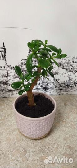 Фикус бенджамина