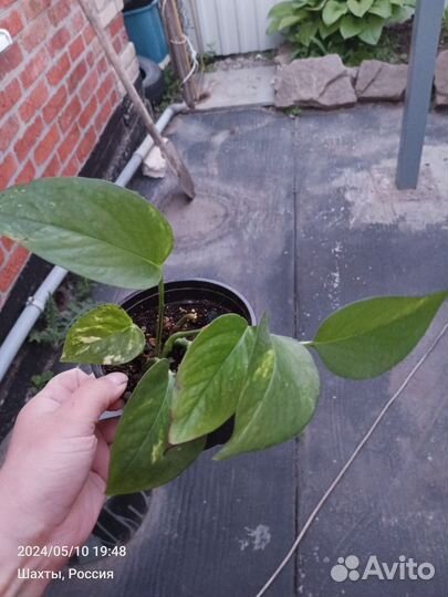 Комнатные растения