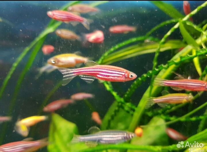 Данио всех цветов. Доставка
