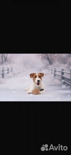 Щенки джек рассел терьер