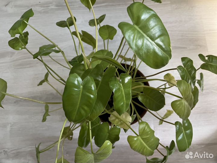 Цветок в горшке