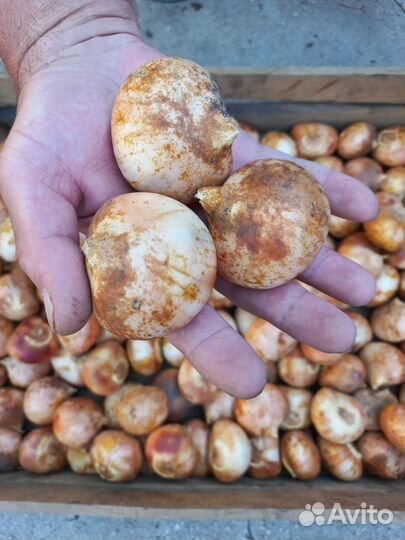 Растения для сада