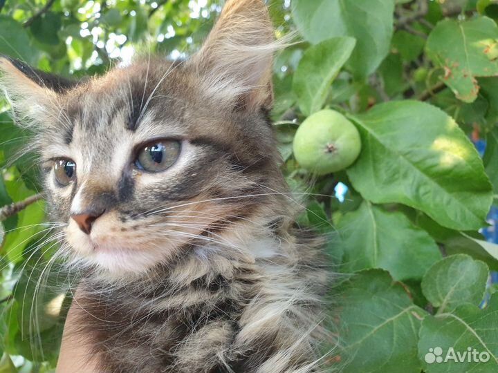 Маленький котейка