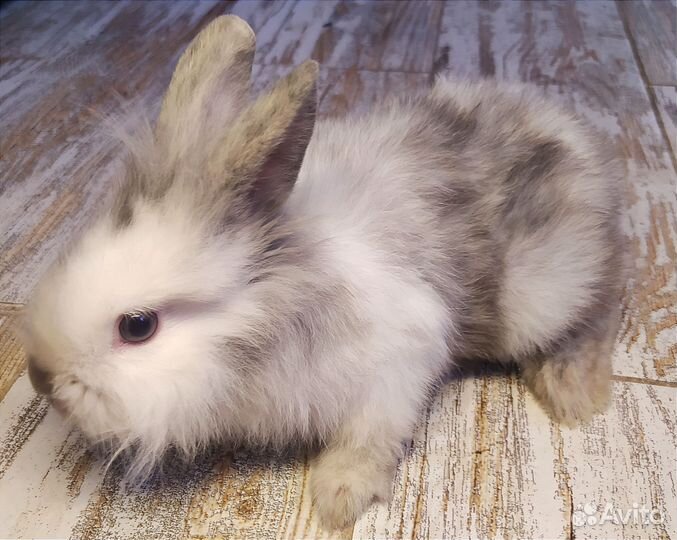 Декоративный крольчонок